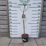 Hortenzia metlinatá (Hydrangea paniculata) ´WIM´S RED´® - výška 100-110 cm, kont. C5L - NA KMIENKU 